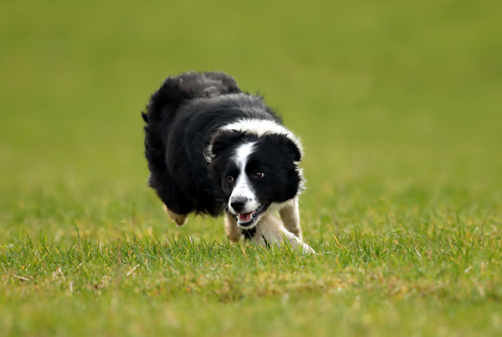 World's most expensive dog